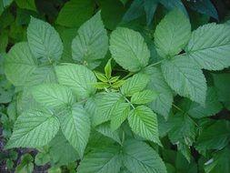 Raspberry plant top view