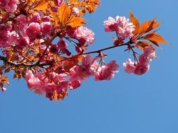 cherry tree branch with pink flowers