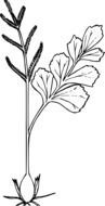 black-white graphic image of a wild plant with different leaves