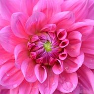 Cloe-up of the beautiful pink and purple dahlia flower with dewdrops