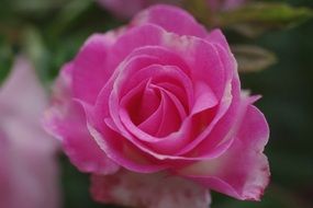 rose like a delicate flower