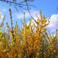 blooming golden lilac, forsythia,