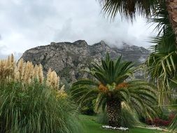 Exotic Palm Trees against the mountains