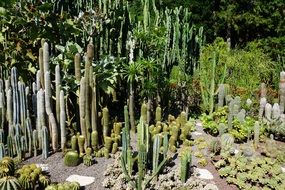 variety of cacti in the botanical garden under the bright sun