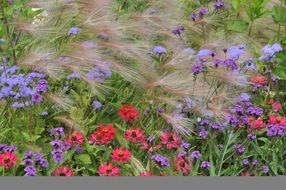 colorful multicolored flowers in the garden in the meadow