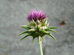 Contrast of the thistle