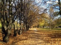 trail in autumn park on a sunny day