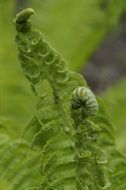 swirling leaves of a fern