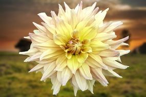 lush light yellow dahlia close-up