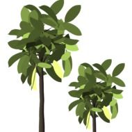 tree with green leaves on a white background