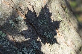 Shadow of the maple leaf on the wood in autumn