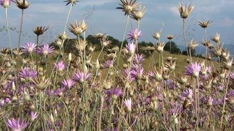 summer purple dried flowers close-up