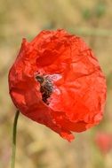 red poppy in the sunlight closeup
