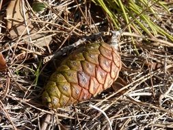 pine cone on dry grass close-up