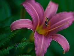 purple lily in the garden