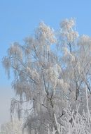 birch in the snow on a sunny day