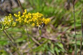 bumblebee on seasonal yellow flowers