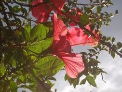 Hibiscus, shrub with Red Flowers