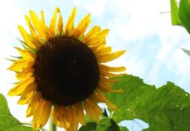 sunflower against sky background close up
