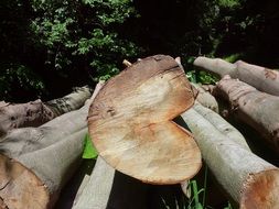 Heart Wood