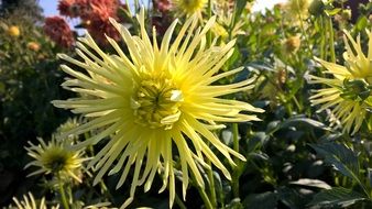 yellow garden blossom