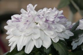 large white flower with many petals