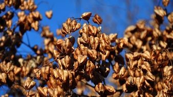 ripe Seeds of goldenrain tree at blue sky