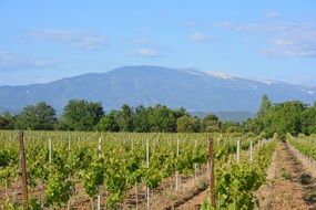 Vineyard in view of mont ventoux at summer, france