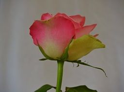 Macro photo of the pink blooming rose