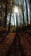 sun rays in Forest at Autumn