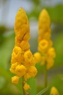 yellow wild flower in spring