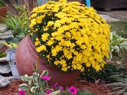 flower Clay Pot Flowers