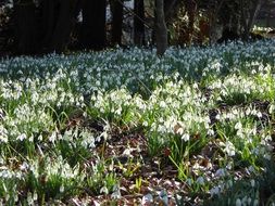 glade of snow-white snowdrops