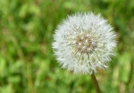 extraordinary Dandelion