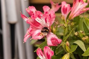 Bee Flower Nature Blossom Bloom