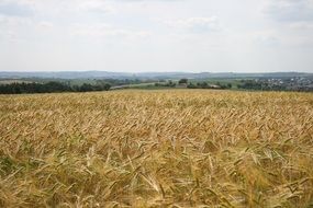 panorama of a yellow rural meadow in fine weather