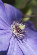 macro photo of a purple flower