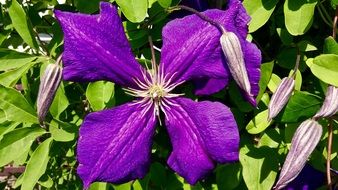 Clematis Purple