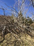 Dead bared Tree Dry desert view