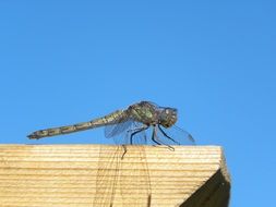 Dragonfly Bug Summer Macro