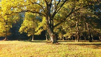 forest in bright colors of autumn
