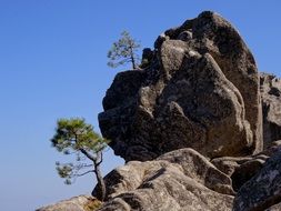 green trees on a rock