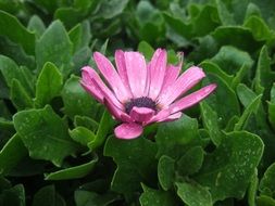 Purple Daisy among the green leaves in the rain