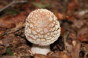 mushroom on dry leaves