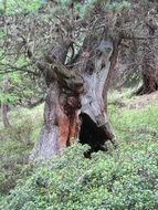 old tree in the primeval forest, switzerland