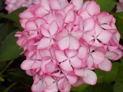 light pink inflorescence of hydrangea close-up