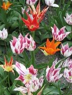 decorative pointed tulips in a greenhouse