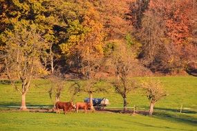 red Cows on meadow at Fall Landscape