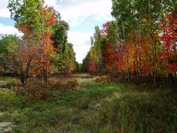 Natural forest in autumn