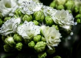 Kalanchoe Blossoms
